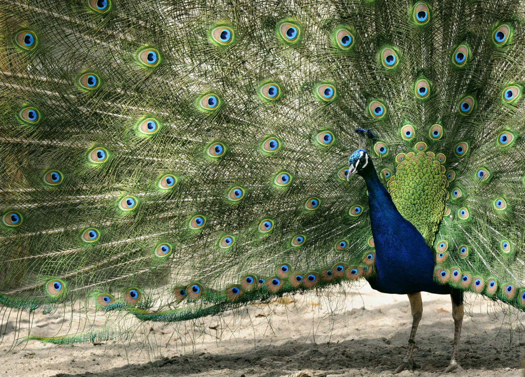 Peacock